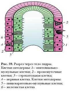 Как вывести деньги с кракена