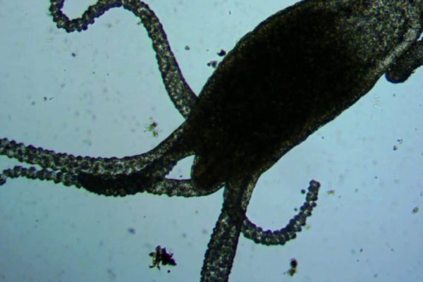Кракен маркетплейс kraken clear com